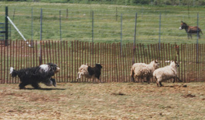 Boomer at his herding instinct test, moving the sheep in the pen.